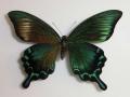 Papilio Gynandromorph 13 (Internet Image property of respective owner, non-commercial use only)